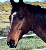 Alex Rossi Stallion at stud